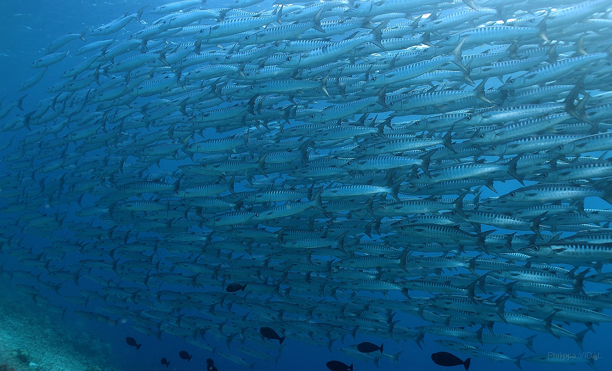 Sipadan_2015_Barracudas a nageoires noires_Sphyraena qenie_IMG_2935_rc.jpg